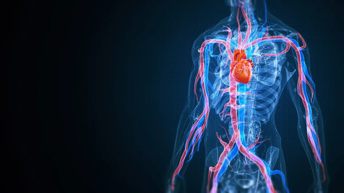 human body with heart and cardiovascular circulation highlighted in red and blue